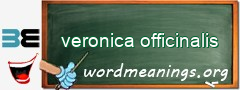 WordMeaning blackboard for veronica officinalis